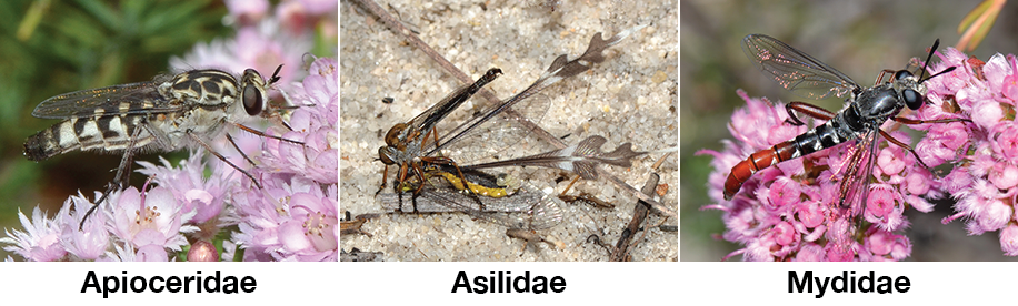 Sample of Asiloid Flies