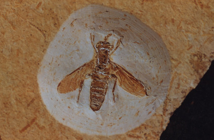 Photograph of the oldest known Mydidae Cretomydas santanensis
