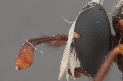 Head of holotype of Parectyphus namibiensis in lateral view (deposited in SMNS).