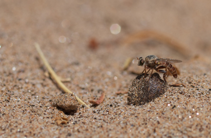 The robber fly Trichardis picta (Asilidae: Laphriinae) in the dry Kuiseb riverbed at Gobabeb.