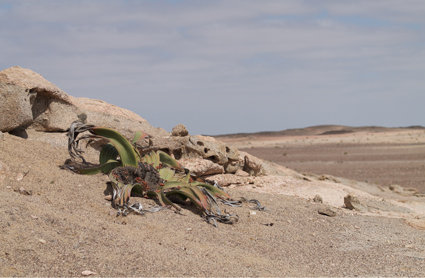 A Welwitschia mirabilis (Welwitschiaceae) photographed near Cape Cross in Namibia.