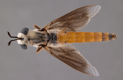 Afroleptomydas suffusipennis