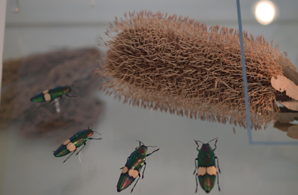 Buprestidae beetles and Proteaceae flower as part of the exhibition in the Cocoon inside the Darwin Centre 2 at the Natural History Museum.