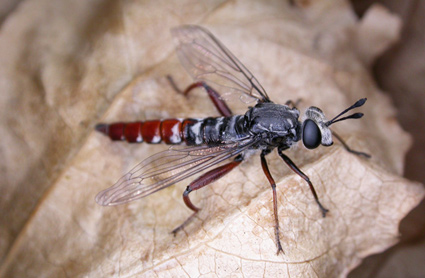Miltinus stenogaster (in the field)