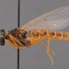 Midacritus kuscheli (holotype)