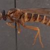 Opomydas limbatus (female)