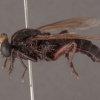 Parectyphus namibiensis (male)