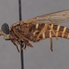 Plyomydas peruviensis (paratype)